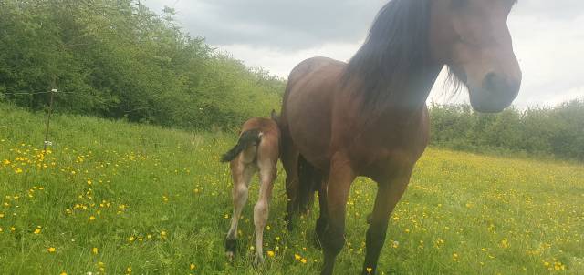 Caballo entero Otra raza de Caballos En venta 2024 Bayo por Teriaki