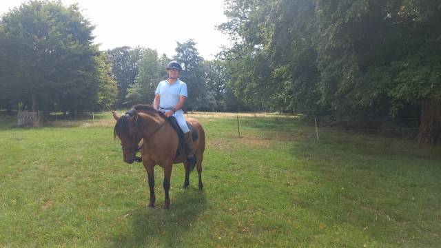 Caballo castrado Otra raza de Caballos En venta 2016 Bayo