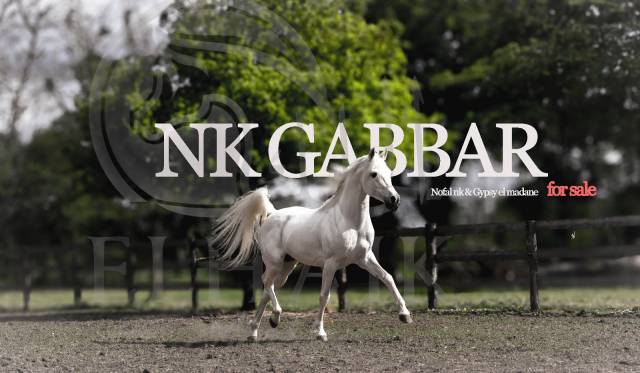 Caballo entero Arabe En venta 2017 Tordo por NK Nofal 