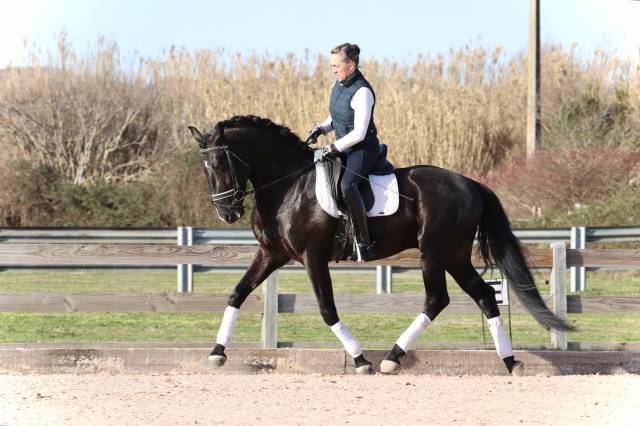 Caballo castrado Lusitano En venta 2019 Negro por ESQUIVO