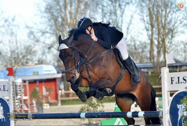 Yegua Cheval de Selle Italien En venta 2015 Bayo por VELENTINO