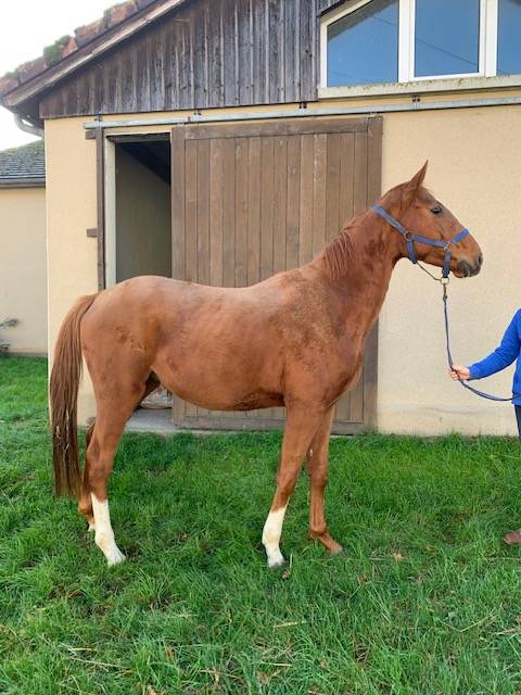Caballo castrado Silla Francés En venta 2021 Alazán por ROY DE LA VALLEE