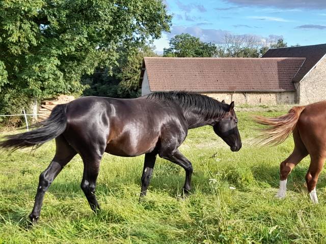 Caballo entero Silla Francés En venta 2022 Bayo moreno por Danciero