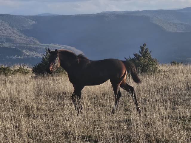 Potranca Silla Francés En venta 2024 Bayo moreno por Conthargos