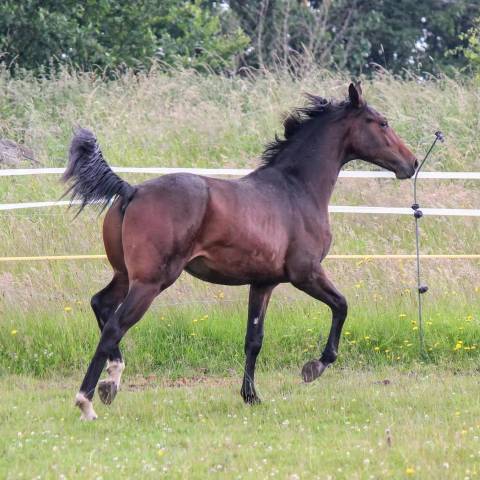 Semental sBs Caballo de Deporte Belga En venta 2023 Bayo por Dollar du Rouet