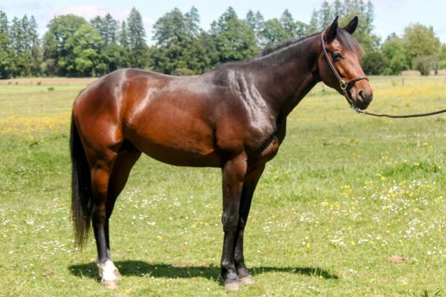 Semental sBs Caballo de Deporte Belga En venta 2023 Bayo por Dollar du Rouet