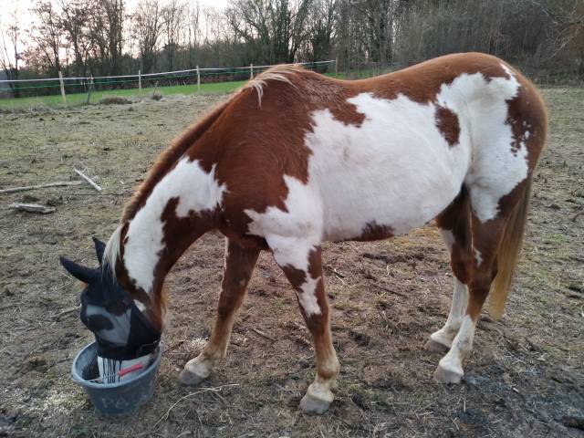 Caballo castrado Paint Horse En venta 2006 Pío