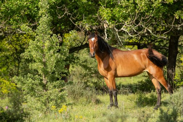 Yegua Lusitano En venta 2021 Bayo por DIOR DU FESQUET