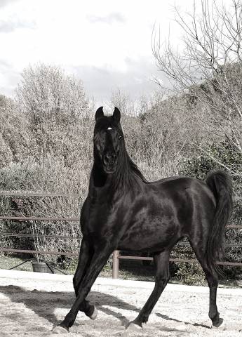 Yegua Pura Sangre Arabe En venta 2011 Negro por SG INDIGO