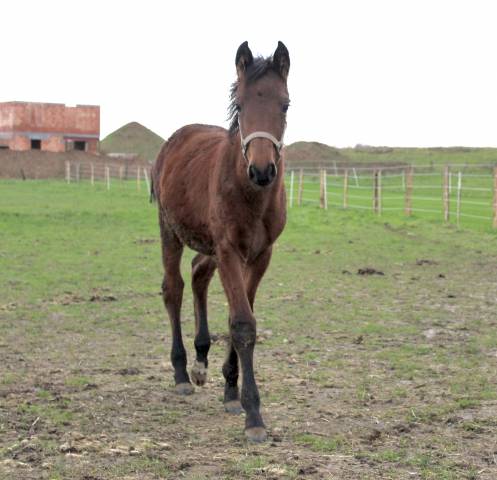 Potranca Caballo de Silla En venta 2024 Bayo por PEPPERMILL