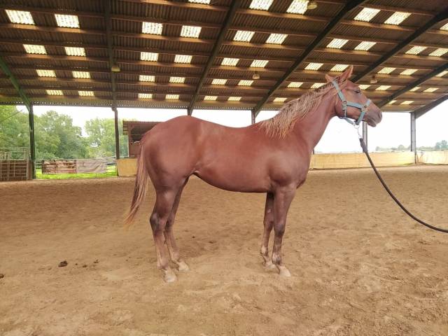 Potranca Quarter Horse En venta 2022 Alazán