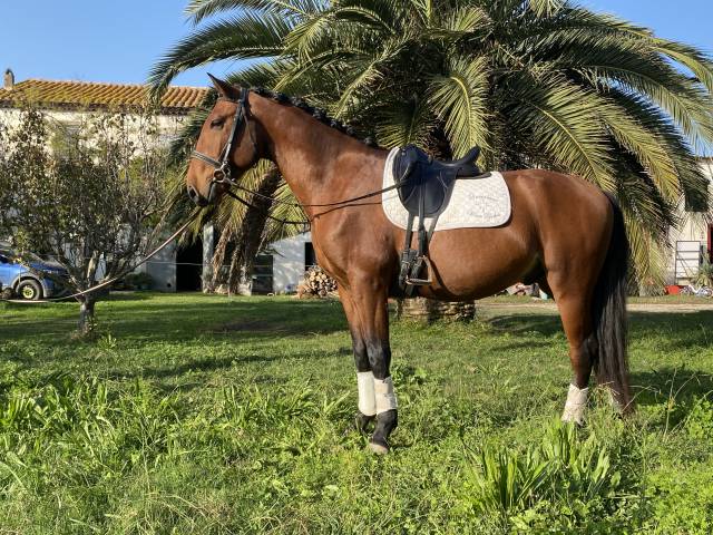 Caballo castrado Lusitano En venta 2021 Bayo por Xanjo AR