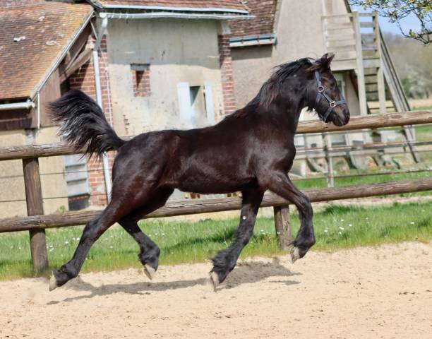 Potranca Frisón En venta 2024 Negro por Alwin 469 Sport AAA Préférent