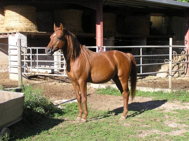 Semental Arabe En venta 2010 Alazán por NABATH
