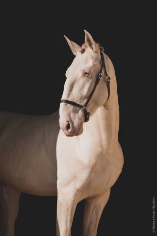 Semental Lusitano En venta 2017 Perlino por Ourem