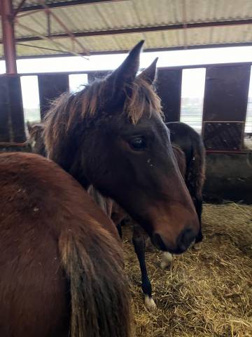 Potranca Silla Francés En venta 2024 Bayo por Joker d'Euskadi
