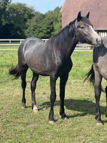 Caballo castrado Origine Constatée En venta 2023 Tordo por MEALOW DE LA BELLE