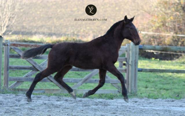 Potro Lusitano En venta 2023 Bayo moreno por XEQUE MATE RT