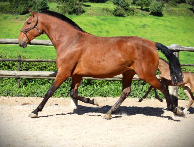 Yegua Lusitano En venta 2020 Bayo