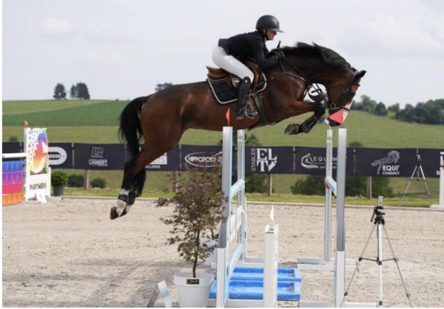 Caballo castrado Hannoveriano En venta 2014 Bayo por Vivant vd Heffinck