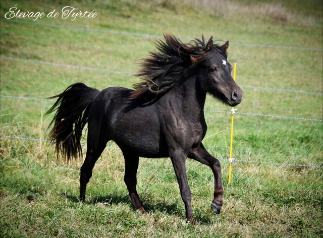 Potro Origine Constatée En venta 2023 Negro por Hazelnut Ice (welsh part bred pp)