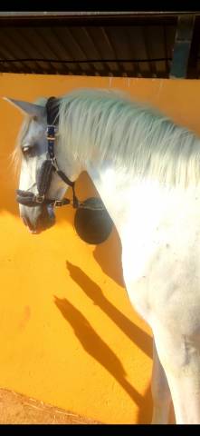 CABALLO CRUZADO 