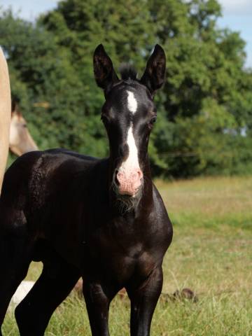 Potro Akhal Teke En venta 2024 Negro por PLYUSH DE KADEDZA