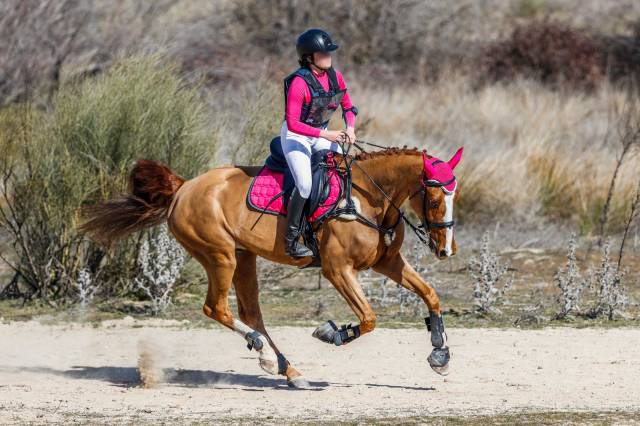 CABALLO DE DEPORTE ESPAÑOL ALAZÁN DE COMPLETOS