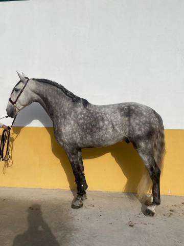 Caballo pura sangre lusitano con 5 años 