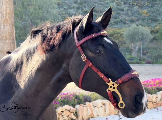 Cabezada hackamore barroca Lazypony/ Baroque hackamore 