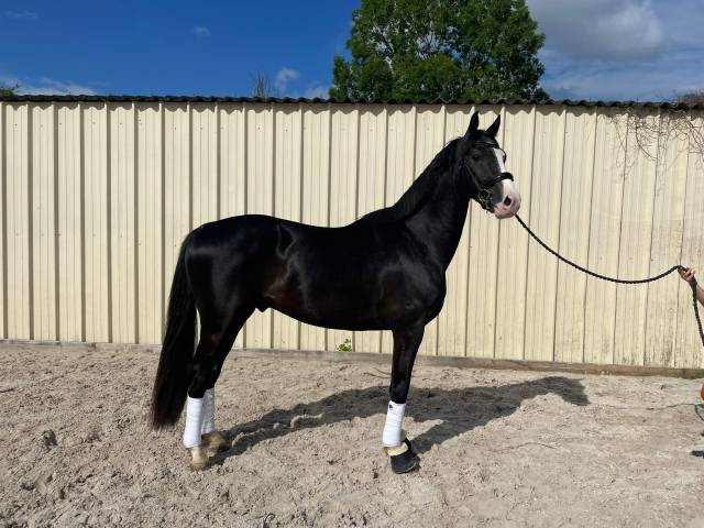 Caballo castrado Silla Francés En venta 2021 Negro por TOTILAS