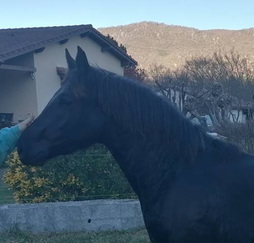 Potro Mérens En venta 2024 Negro por Gulus de la Rocha