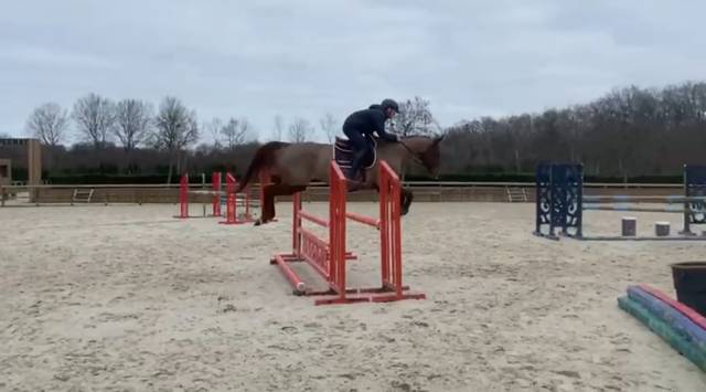 Yegua de ganadería Silla Francés En venta 2014 Alazán tostado por BALOUBET DU ROUET
