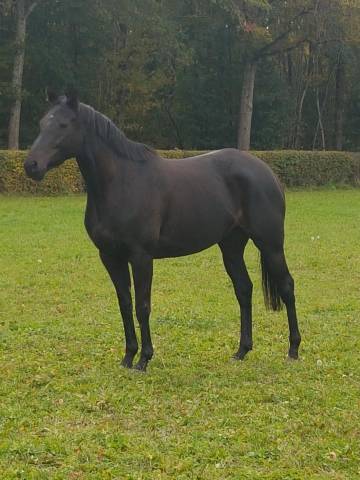 Yegua AQPS En venta 2017 Bayo moreno por desir d un soir