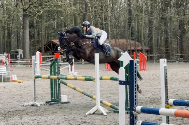 Caballo castrado sBs Caballo de Deporte Belga En venta 2014 Otra capa por ultra boy