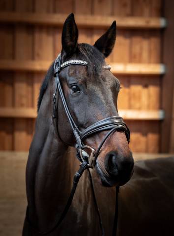 Caballo castrado KWPN Caballo de Deporte Neerlandés En venta 2010 Bayo por UNITED