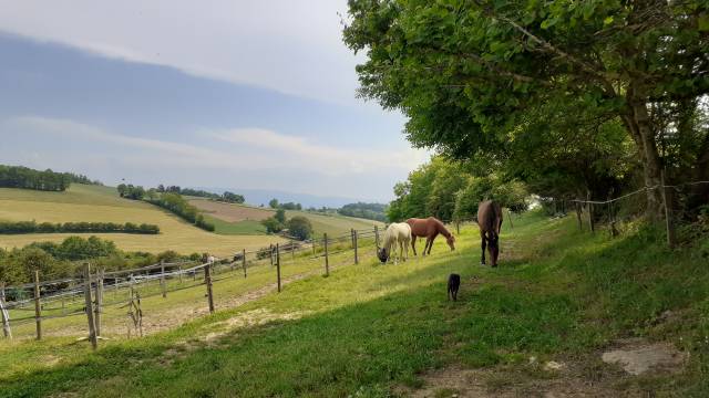 Granja ecuestre En venta Ródano