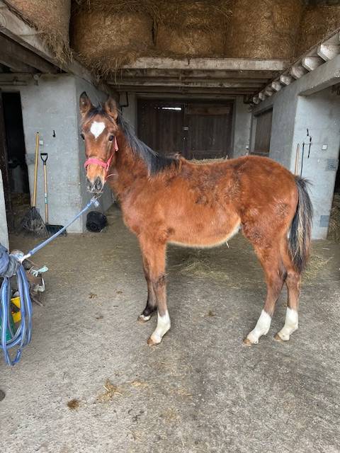 Caballo castrado Silla Francés En venta 2024 Bayo por TEAM DU TEMPLE
