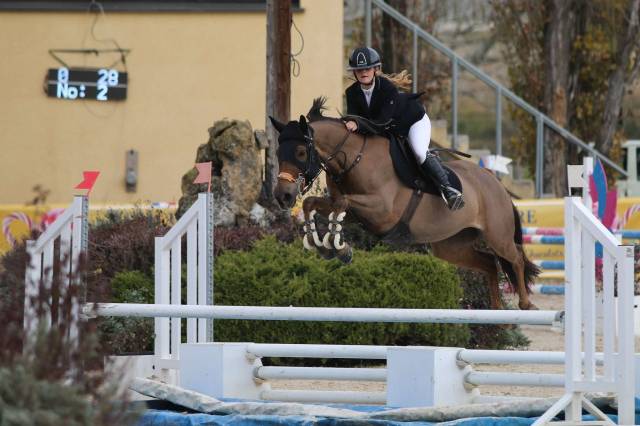 Yegua PFS Poni Françés de Silla En venta 2016 Alazán tostado