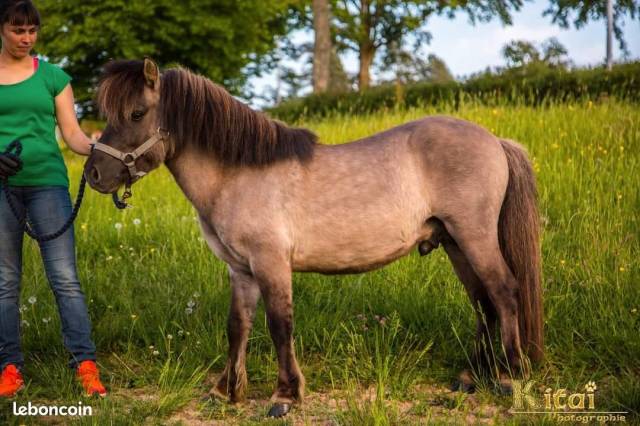 Semental Shetland En venta 2015 Dun por Halkyn of tyrie
