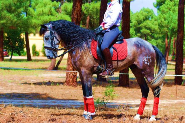 8YO GELDING PRE OUT OF THE BEST BLOODLINES..AVAILABLE X