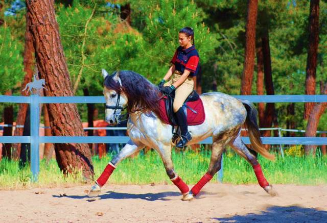 11YO PRE, QUALITY MOVER, EXCELLENT CHARACT CLEAR XRAYS