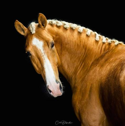 Karat-J  - Wielkopolski  2019 por Arktos