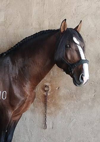 EN VENTA/FOR SALE CABALLO LUSITANO(PSL)
