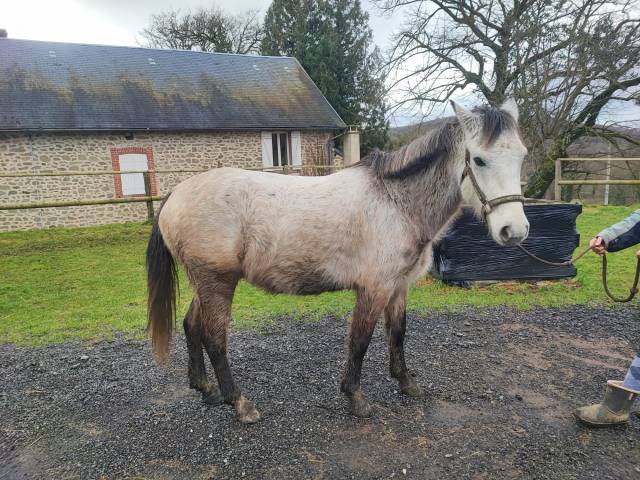 Caballo castrado PFS Poni Françés de Silla En venta 2020 Tordo por JOKER DES LANDES
