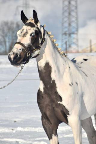 Yegua Paint Horse En venta 2021 Pinto