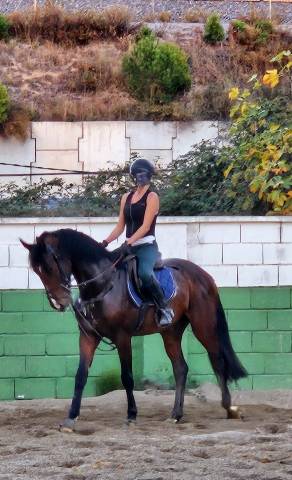 Caballo Joven Entero de Salto
