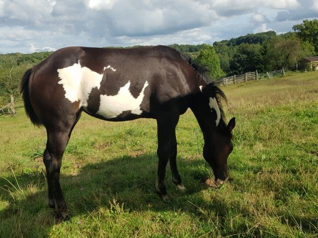 Yegua Paint Horse En venta 2020 Bayo