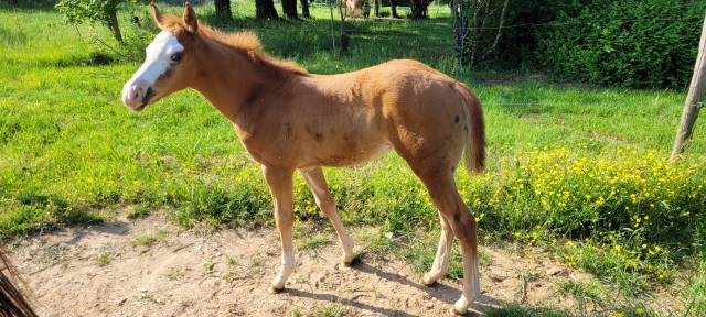 Potranca Paint Horse En venta 2023 Alazán