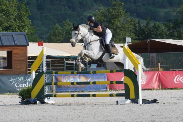 Pony D de salto en venta